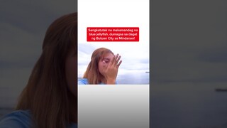 Sangkatutak na makamandag na blue jellyfish, dumagsa sa dagat sa Mindanao | Kapuso Mo, Jessica Soho