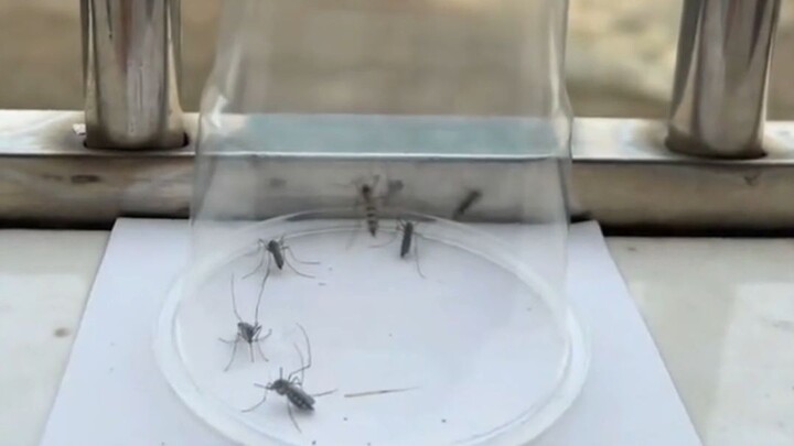 Mosquito: I’ve never seen anyone this boring!