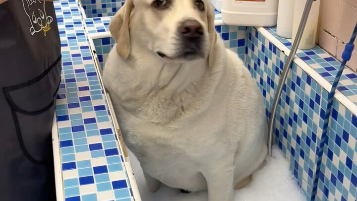 Today’s wash is a Labrador with “si shan” code.