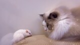 Con chuột này thực ra rất thích ngửi mùi chân mèo...