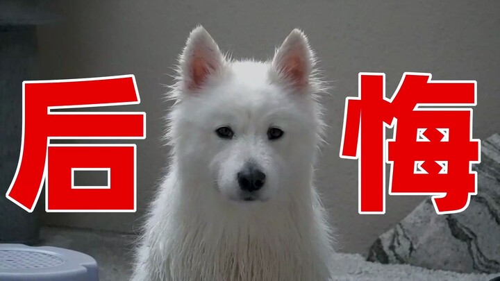 Kẹo dẻo Samoyed đi tắm, cùng mẹ mua trà sữa; tắm xong về nhà phải cách ly một tháng, Kẹo dẻo: Hối hậ