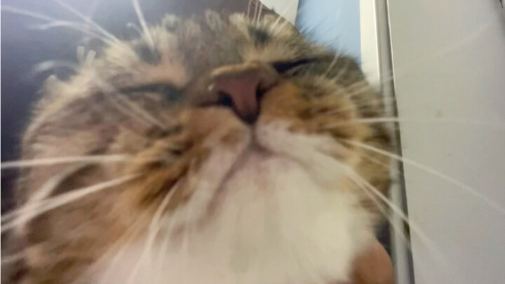 Chiếc xe máy nhỏ tí xíu phát ra tiếng khò khè khắp nơi