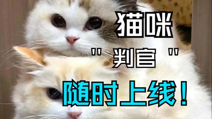 ทุกที่ทุกเวลา “ตุลาการแมว” ตัดสินทันที!