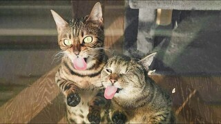 🤣 Funniest 😻Cats Video - Hold Your Laugh Challenge - Funny Pets Vines 😇