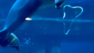 Jellyfish: I've become a performer