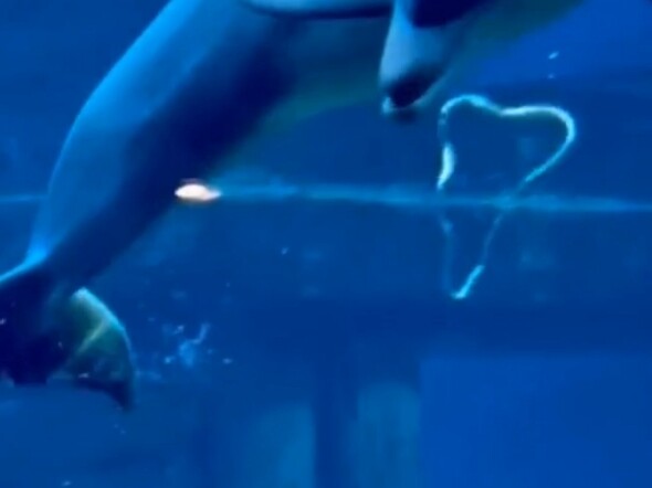 แมงกะพรุน: ฉันกลายเป็นการแสดงไปแล้ว