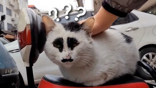 Penghargaan Perilaku Hewan Paling Membingungkan❽❼