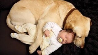 Cutest Dogs Putting Babies To Sleep Compilation 2016