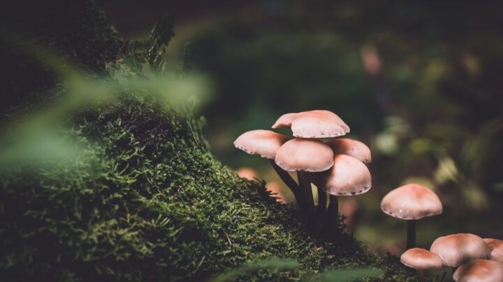 Setelah jamur Dachong’er matang, ia akan menyemburkan spora! Jamur di Bumi itu sangat banyak, tapi u