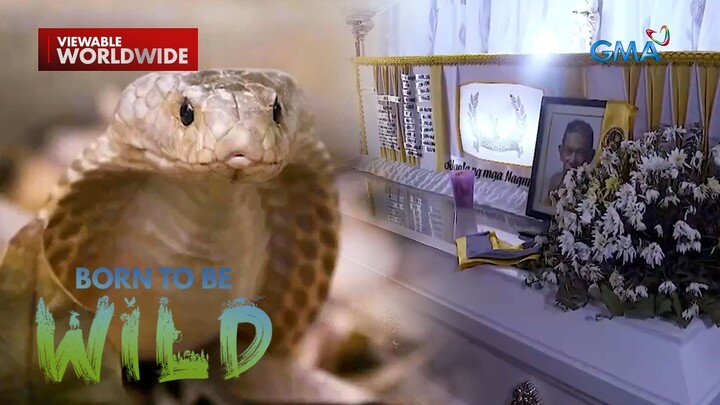 Magsasaka, patay matapos matuklaw ng isang Philippine cobra!  | Born to be Wild