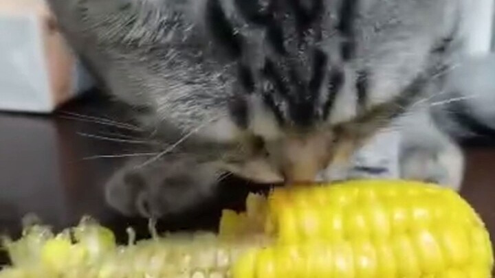 Human Foods Cats Can Eat
