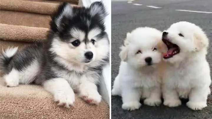 are babies or puppies cuter