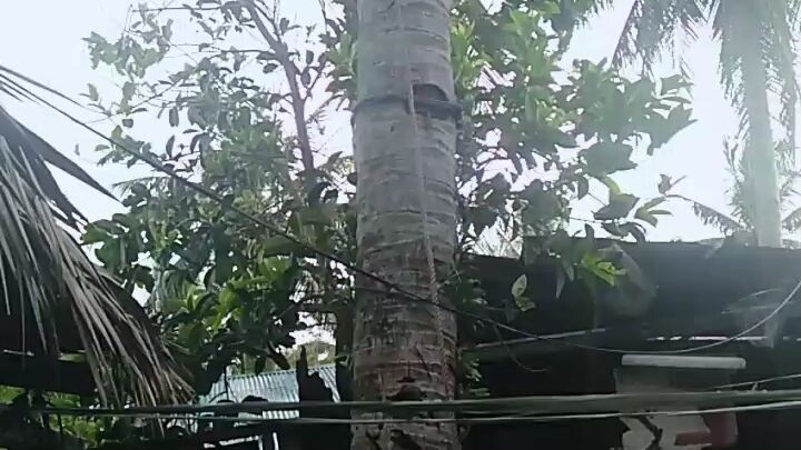 61 year old umaakyat pa ng buko