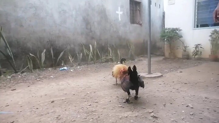 bitaw mu na