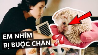 Câu chuyện của em nhím bị cột chân