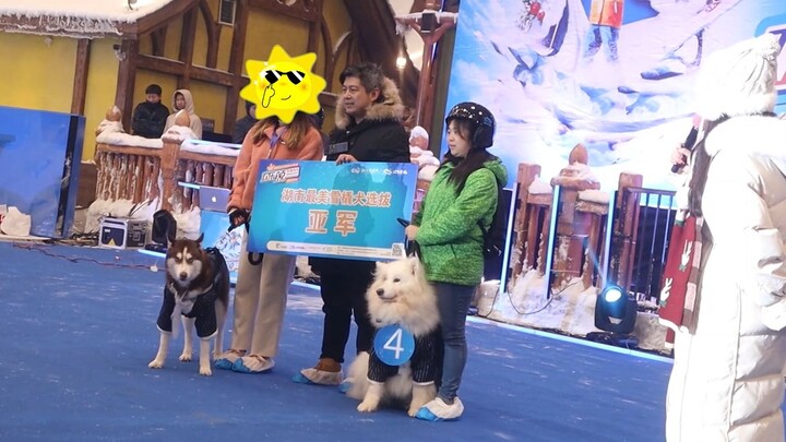 Chủ nhân dẫn chú chó Husky đi thi hoa hậu, có 30 hãng truyền thông làm giám khảo — xem thử nó sẽ xếp