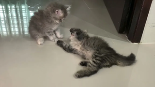 แมวเหมียวน่ารัก หยอกล้อกันเล่นอย่างสนุกสนาน