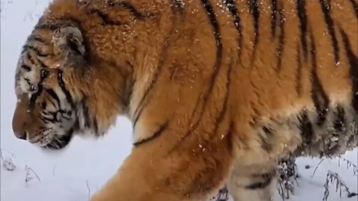 Yang pake catokan nggak bisa nandingin yang punya tato!