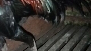 Ayam jago
