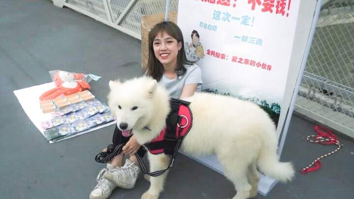 Membawa anjing keluar untuk berjualan di lapak pinggir jalan, seberapa banyak penggemar yang bisa di