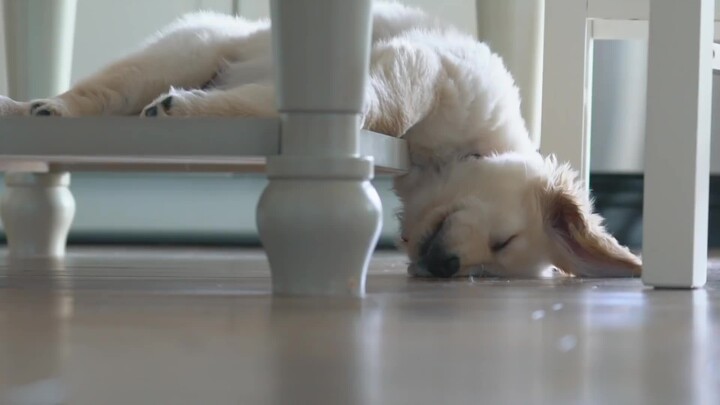 The little golden retriever fell off while sleeping.