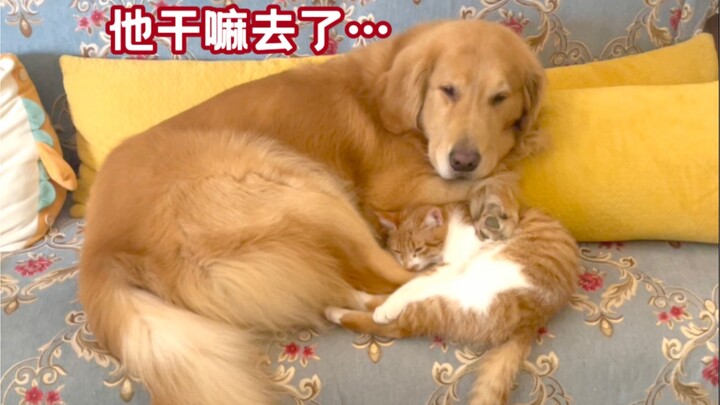 Up tạm ngừng cập nhật nửa năm, hóa ra lại ở nhà...