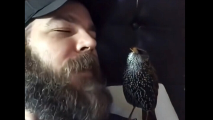 ในที่สุดก็เจอเจ้านกที่เลียนแบบคำพูดเก่งยิ่งกว่านกแก้วแล้ว!