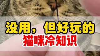 Useless but interesting cat trivia