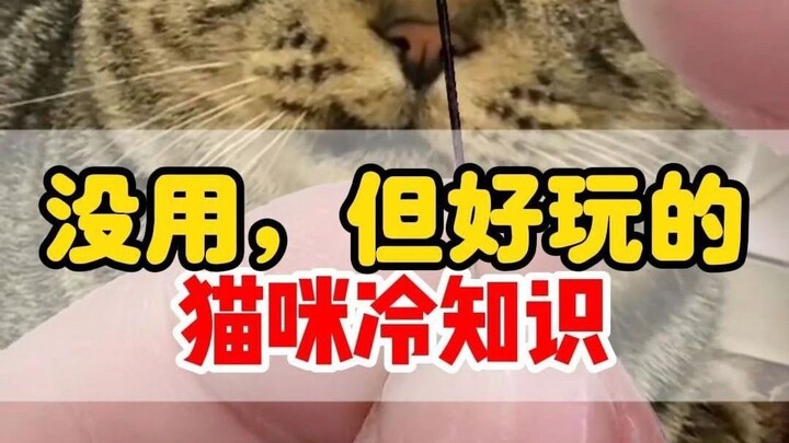 Useless but interesting cat trivia