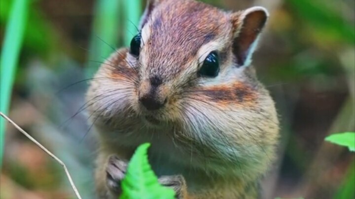 对对鼠辛苦囤积的粮仓，一夜之间家徒四壁