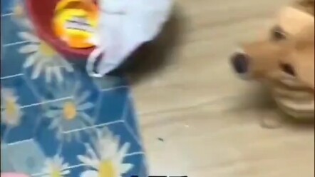 Có vẻ không được thông minh lắm