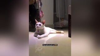 Nhạc giật quá giờ sao 🤣🤣 cats cat worthit catsoftiktok mèo meow meocute mèocute