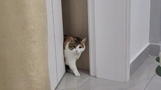 ประตูนี้จะโจมตีฉันได้อย่างไร?