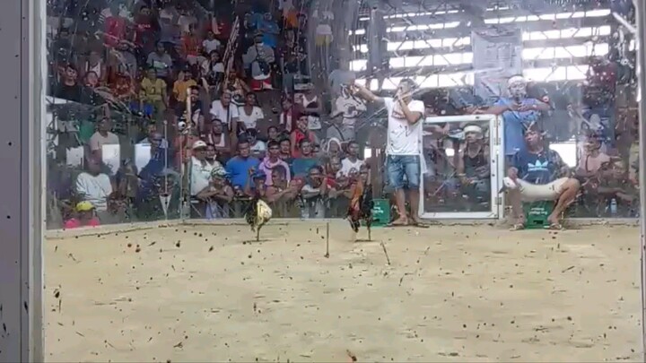 sabong talisay 888 GF