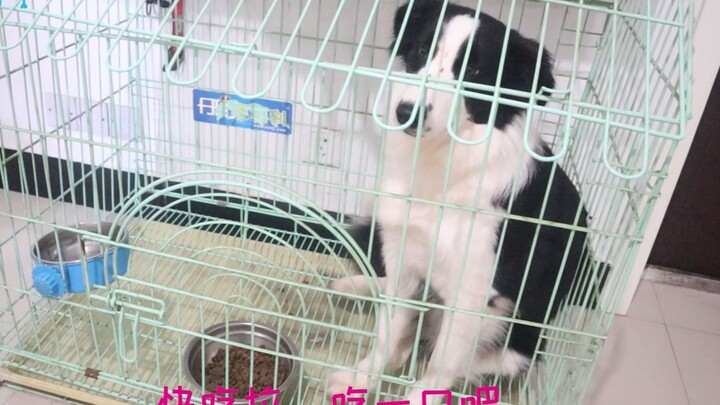 The Border Collie is terribly picky; its owner has enlisted a Siberian Husky to keep it in line at m