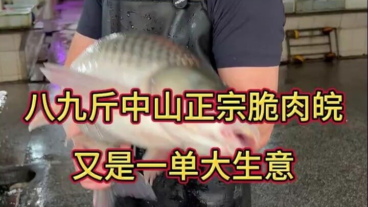 Delapan atau sembilan jin ikan Crisp Flesh Mandarin asli dari Zhongshan, sekali lagi sebuah transaks