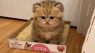 Anak kucing kecil yang pemalu harus membalikkan badannya untuk pergi ke toilet~
