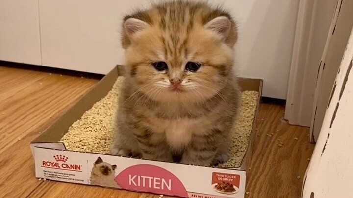 The shy little kitten has to turn his back to go to the toilet~