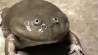 Ternyata katak sapi memanggil ibu?