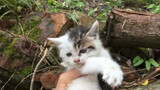 Animal|The Transformation of Stray Kittens