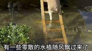 Let's address everyone's concerns and spruce up the fish pond a bit.