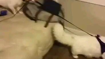 Adorable cats