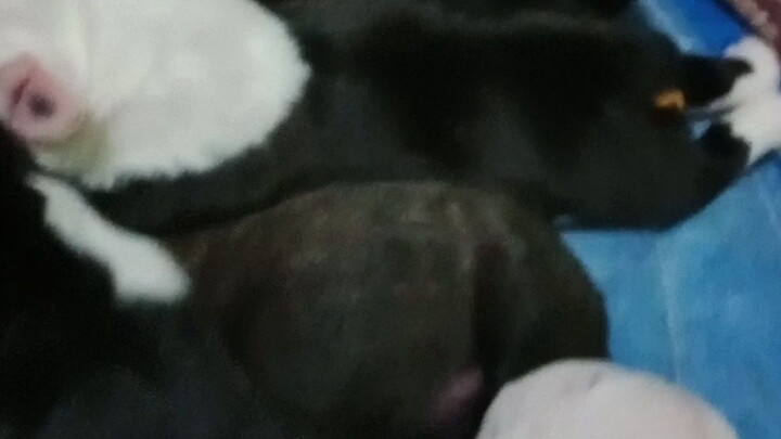 my little puppies ❤️❤️❤️❤️❤️🥺🥺🥺