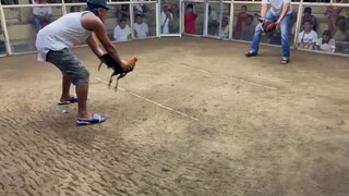 JMGE GF 2 HITS CHAMPION MANAOG COCKPIT