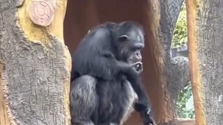 Half of the animals at Nanning Zoo are crazy, and the other half seem to be practicing cultivation t