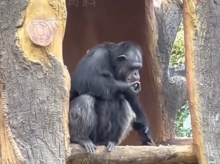 Half of the animals at Nanning Zoo are crazy, and the other half seem to be practicing cultivation t