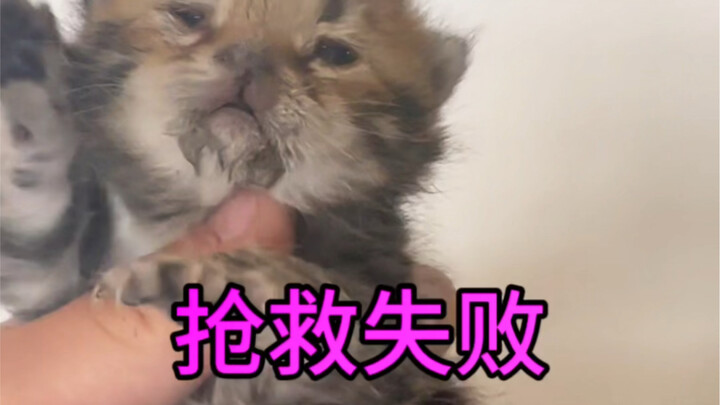 Three hours of emergency rescue for a stray cat—though it survived for a day, it ultimately didn’t m