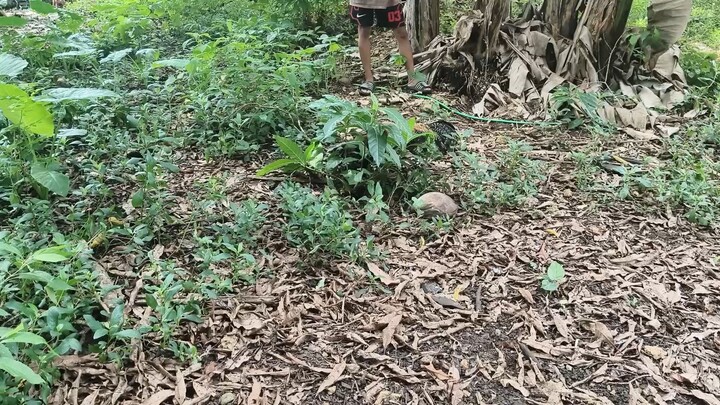 Sabaw sabaw 🐓🫡