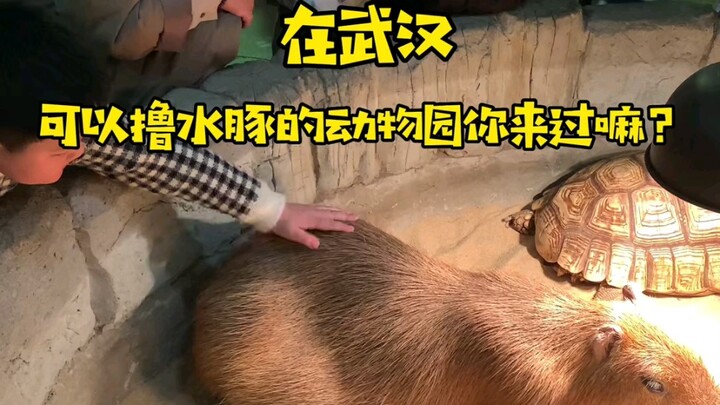 【Khám phá quán ở Vũ Hán】Tôi cũng đâu muốn rung động, nhưng chúng đứa nào cũng đáng yêu quá đi mất!