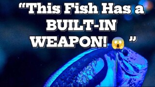 “Blue Tangs Have a Secret KNIFE in Their Tail (Not Clickbait!) 🔪”